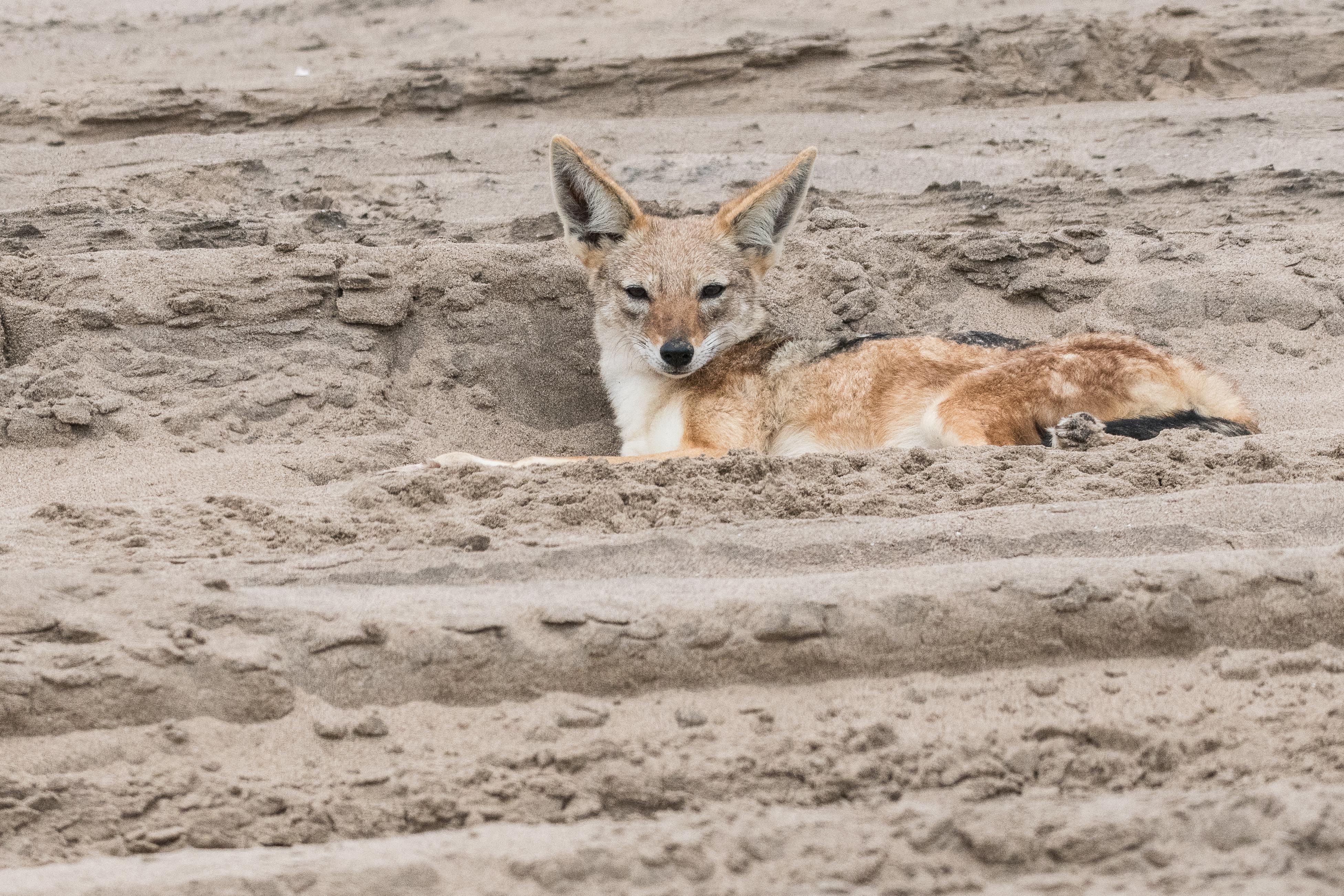 Chacal à flancs rayés (Side-striped jackal, Lupulella adusta), Delta du Kuiseb, Dorob National Park, Namibie.